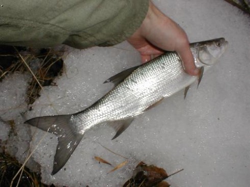 Bolen drav� (Aspius aspius)