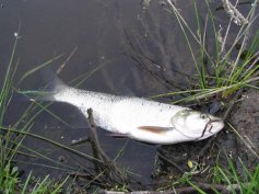 Bolen drav� (Aspius aspius)