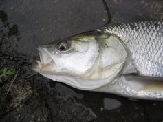 Bolen drav� (Aspius aspius)