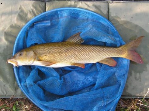 Parma obecn� (Barbus barbus)