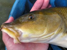 Parma obecn� (Barbus barbus)