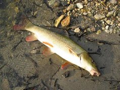 Parma obecn� (Barbus barbus)