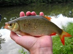 Perl�n ostrob�ich� (Scardinius erythrophthalmus)