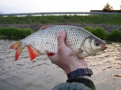 Perl�n ostrob�ich� (Scardinius erythrophthalmus)
