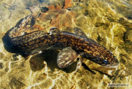 Prosba o podporu kolínských rybářů a projektu navrácení mníka