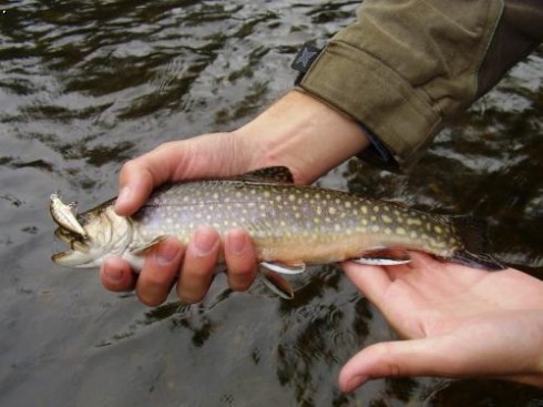 Siven americk� (Salvelinus fontinalis)