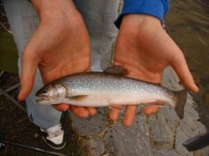 Siven americk� (Salvelinus fontinalis)