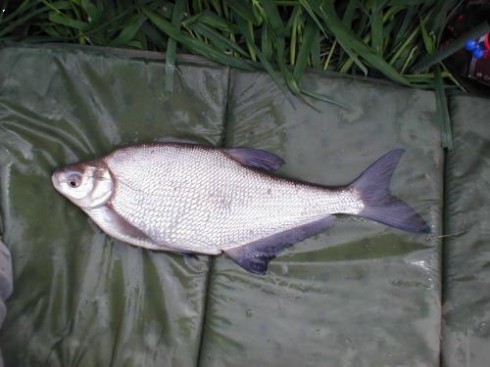 Cejn sin� (Abramis ballerus)