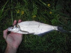 Cejn sin� (Abramis ballerus)