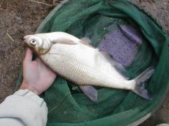 Cejn sin� (Abramis ballerus)