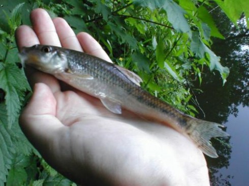 Hrouzek obecn� (Gobio gobio)
