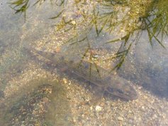 Hrouzek obecn� (Gobio gobio)
