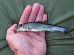 Hrouzek obecn� (Gobio gobio)