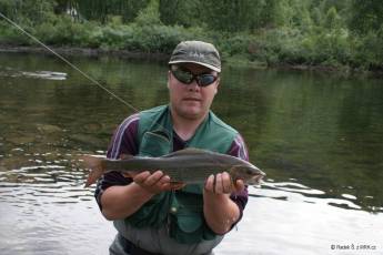 Trofejní Lipan podhorní Náhled