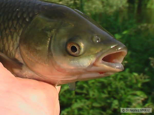 kliknutím fotku zvětšíte