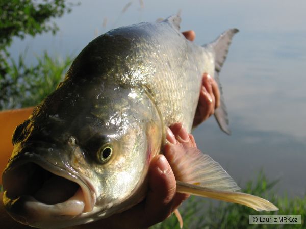 kliknutím fotku zvětšíte