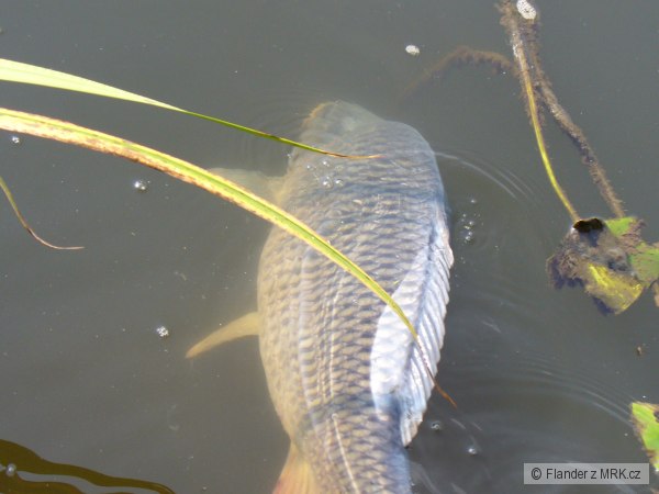 kliknutím fotku zvětšíte