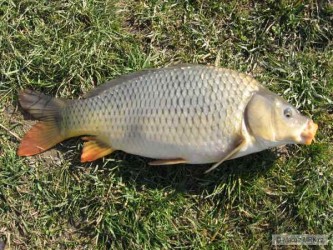 kliknutím fotku zvětšíte