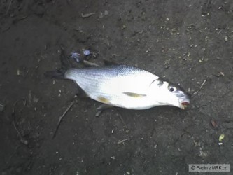 kliknutím fotku zvětšíte