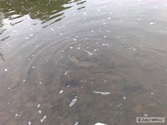 kliknutím fotku zvětšíte