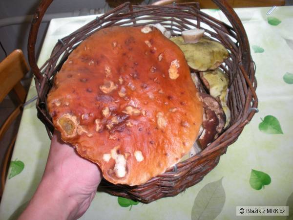 kliknutím fotku zvětšíte
