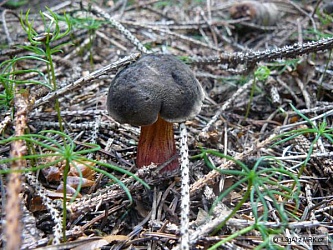 kliknutím fotku zvětšíte