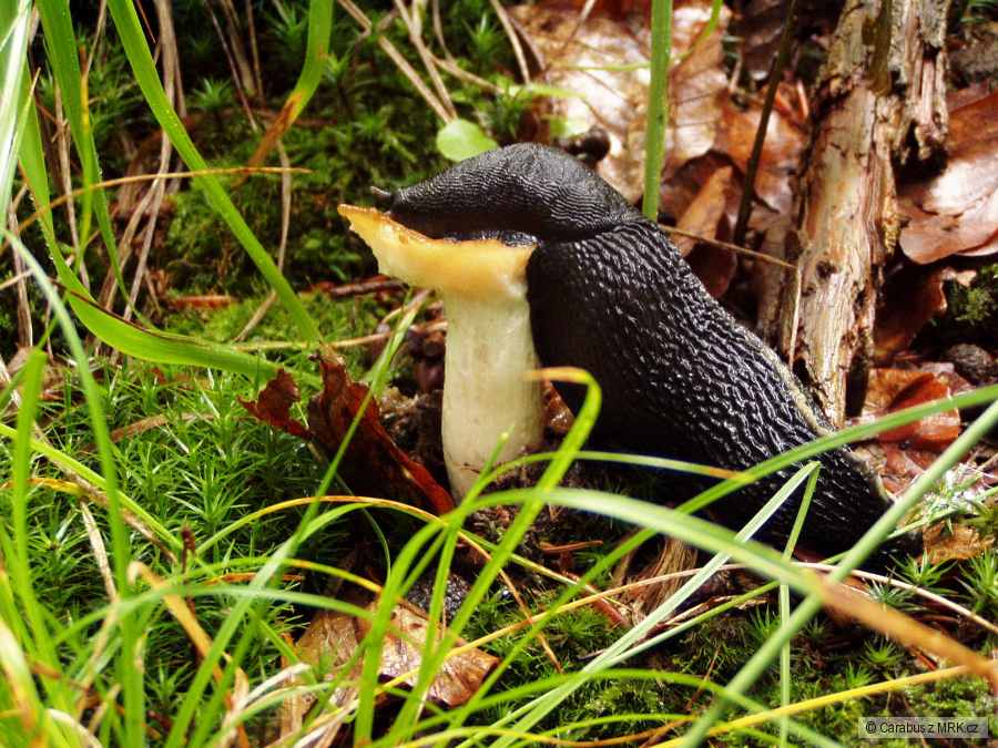 kliknutím fotku zvětšíte