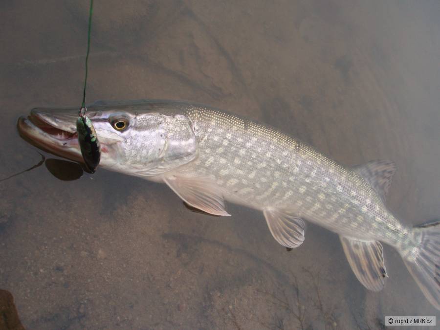 kliknutím fotku zvětšíte