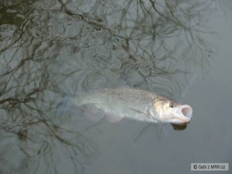 kliknutím fotku zvětšíte