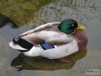 kliknutím fotku zvětšíte