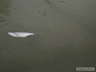 kliknutím fotku zvětšíte