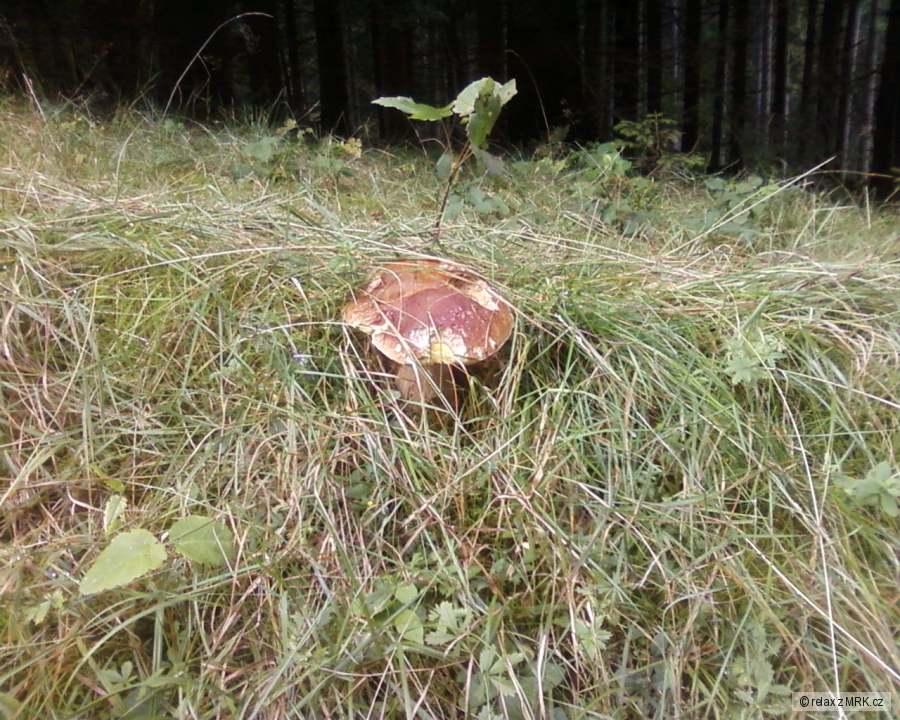 kliknutím fotku zvětšíte