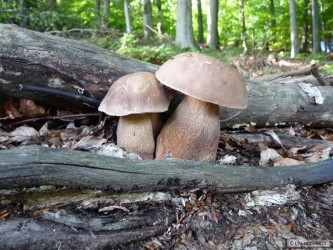 kliknutím fotku zvětšíte