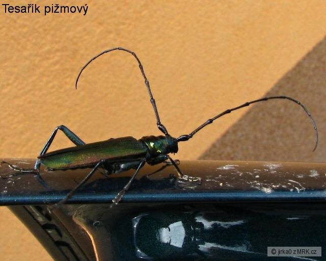 kliknutím fotku zvětšíte