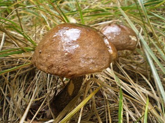 kliknutím fotku zvětšíte