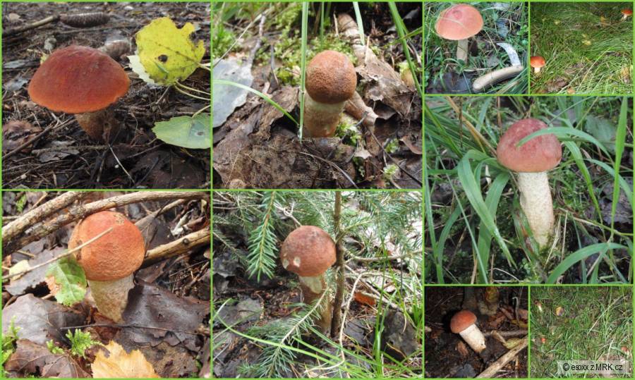 kliknutím fotku zvětšíte
