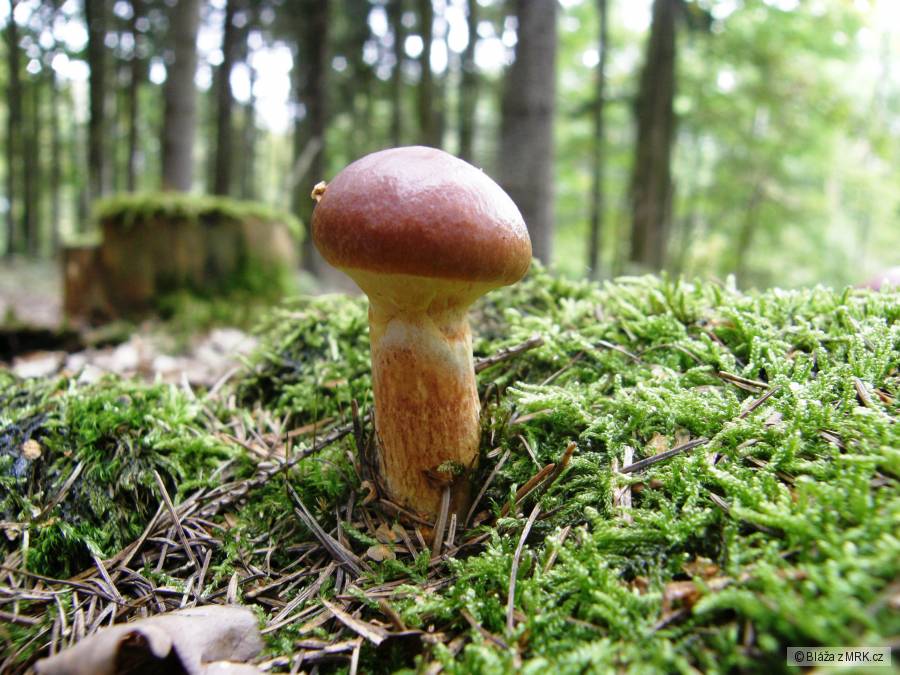 kliknutím fotku zvětšíte