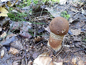 kliknutím fotku zvětšíte
