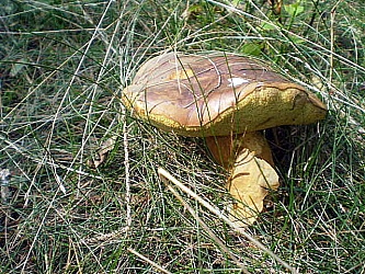 kliknutím fotku zvětšíte