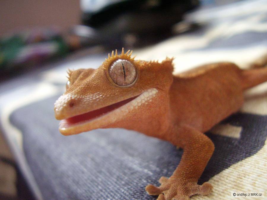 kliknutím fotku zvětšíte