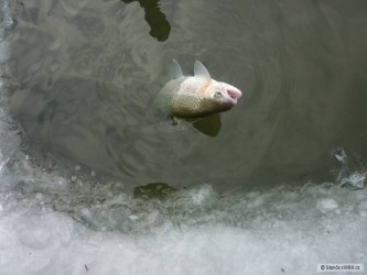 kliknutím fotku zvětšíte