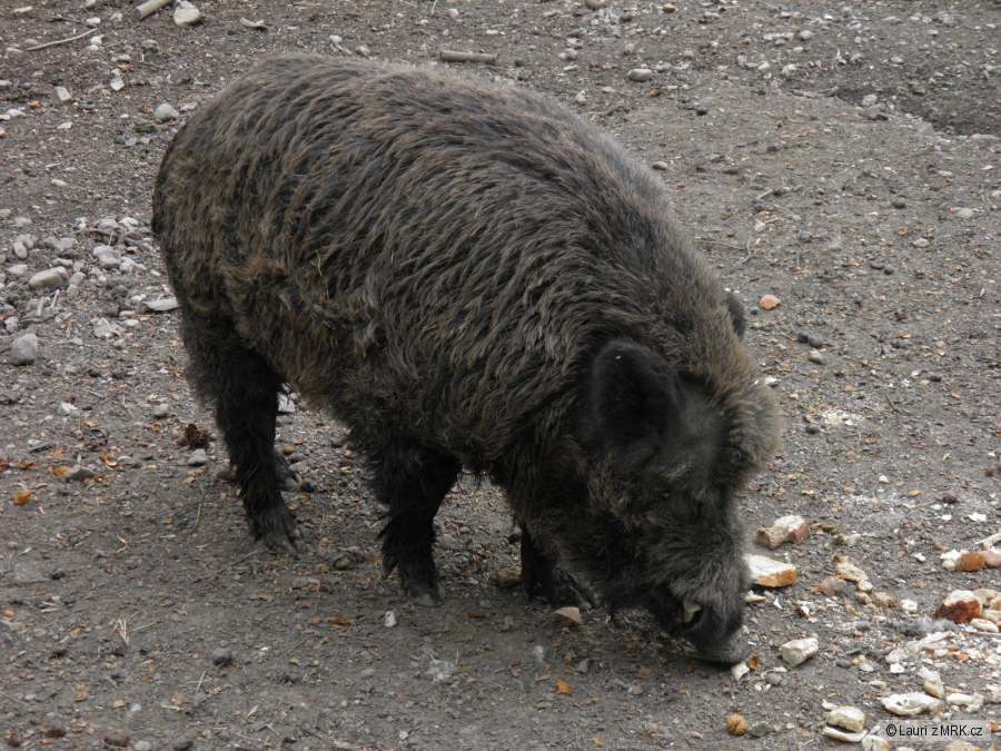 kliknutím fotku zvětšíte
