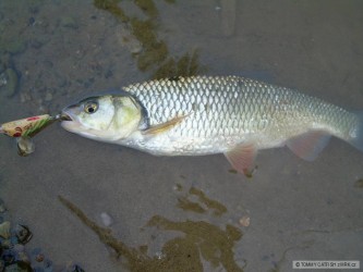 kliknutím fotku zvětšíte