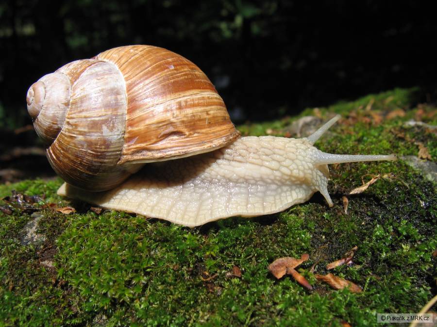 kliknutím fotku zvětšíte