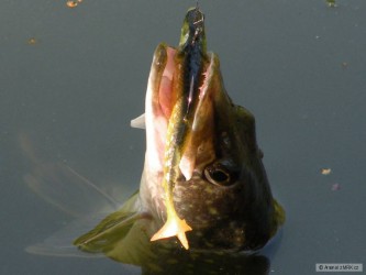 kliknutím fotku zvětšíte