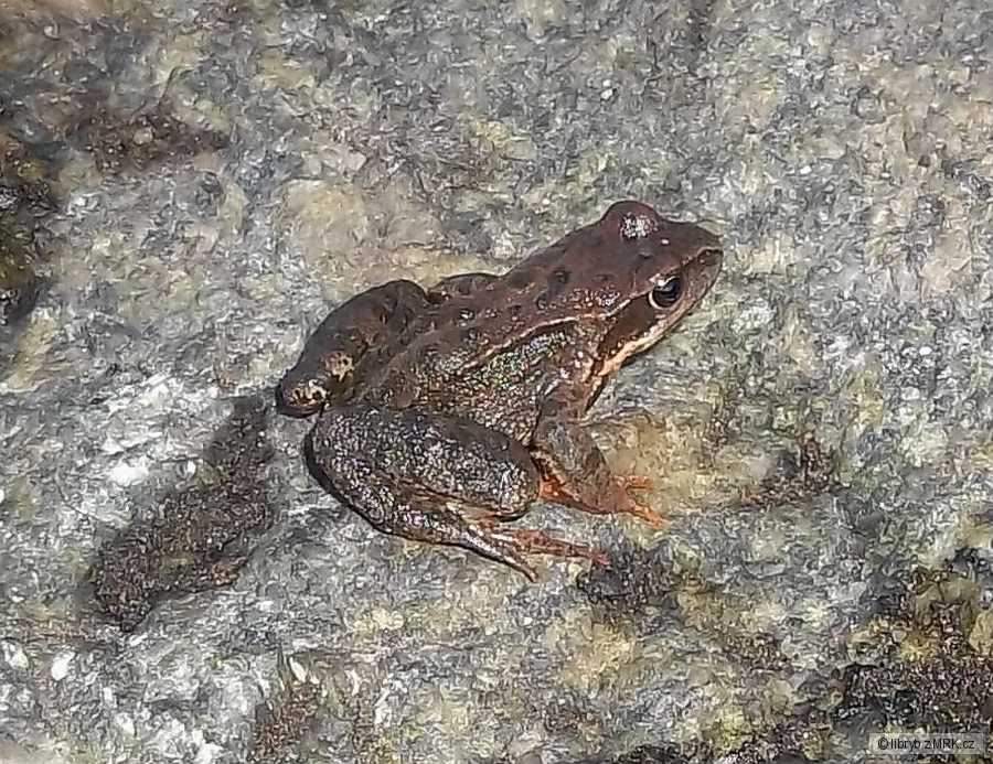 kliknutím fotku zvětšíte