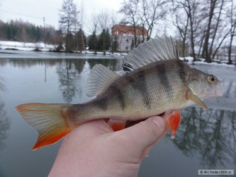 kliknutím fotku zvětšíte