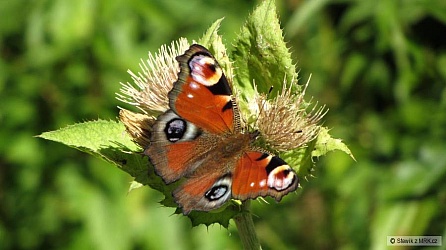 kliknutím fotku zvětšíte