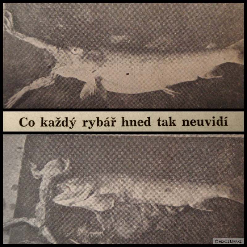 kliknutím fotku zvětšíte