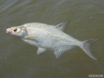 kliknutím fotku zvětšíte